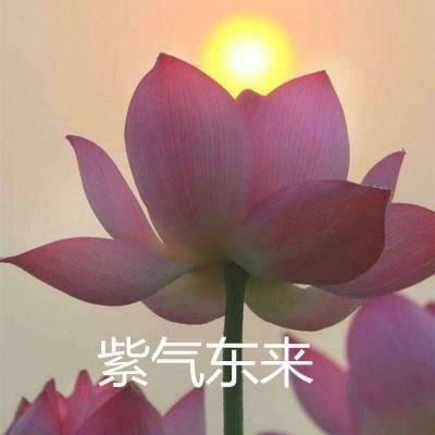 果盘小小驯龙师手游下载
